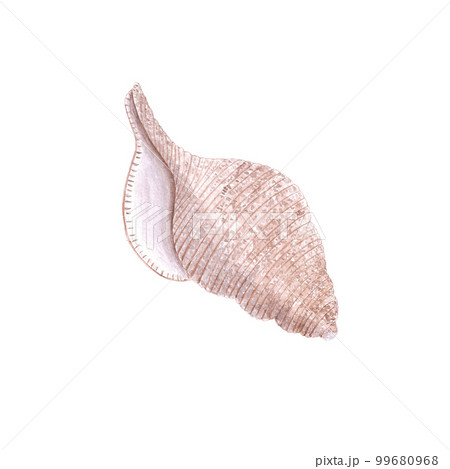 Hand drawn Watercolor brown seashell on the white background. Scrapbook design elements. Typography poster, wedding invitation, postcard, label, banner design. 99680968