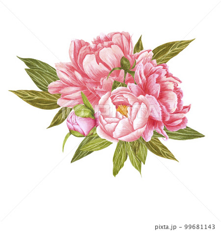 Handdrawn Watercolor red, cream and pink peony flowers bouquet with green leaves on the white background. Scrapbook design, typography poster, label, banner, post card. 99681143