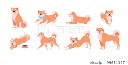 Shiba inu cute dog in various poses set of flat vector illustration isolated. 99681397