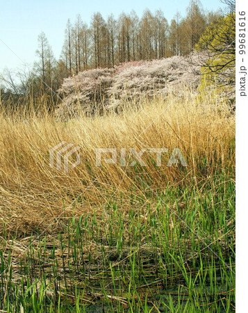 葭の若葉と枯草のある葭原と桜咲く春の風景 水元公園風景 葭の若葉と枯草のある葭原と桜咲く春の風景 水元公園風景 99681616
