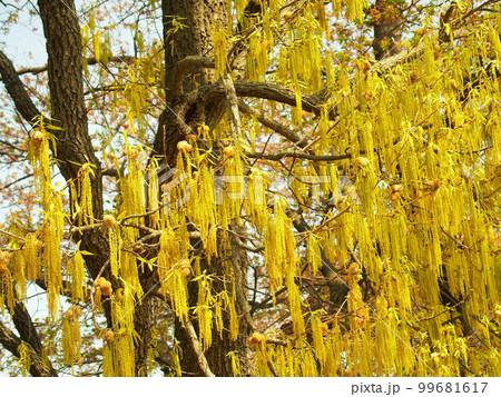 雄花をつけた椚木の大木 雄花をつけた椚木の大木 99681617