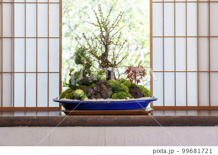 天台宗 青蓮院門跡 華頂殿 梅の盆栽(京都市東山区) 天台宗 青蓮院門跡 華頂殿 梅の盆栽(京都市東山区) 99681721