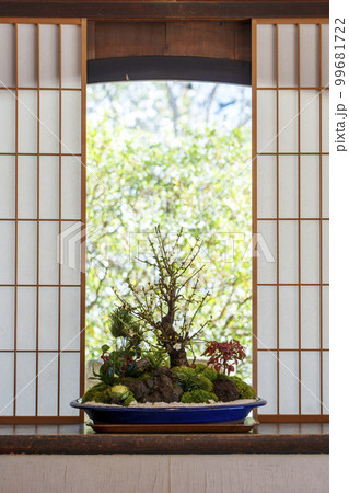 天台宗　青蓮院門跡　華頂殿　梅の盆栽（京都市東山区） 99681722