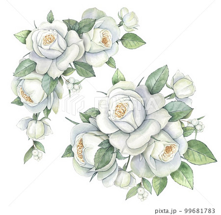 Watercolor bouquets of white roses, floral illustration isolated on white background 99681783