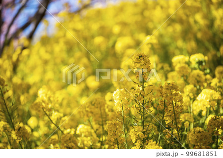 西平畑公園 菜の花 【神奈川県】 99681851
