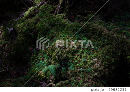 白駒池の紅葉 白駒池の紅葉 99682251