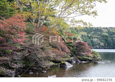 白駒池の紅葉 99682256