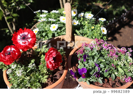 春の花寄せ植え＆寄せ鉢 99682389
