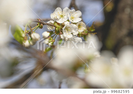 Blooming apple tree on a blurred natural background. Selective focus Blooming apple tree on a blurred natural background. Selective focus 99682595