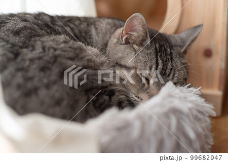 眠る猫　サバトラ猫 99682947