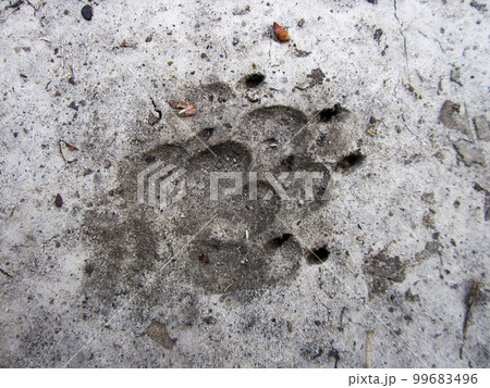 Photography to theme big footprint animal dog close up 99683496