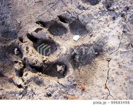 Photography to theme big footprint animal dog close up 99683498