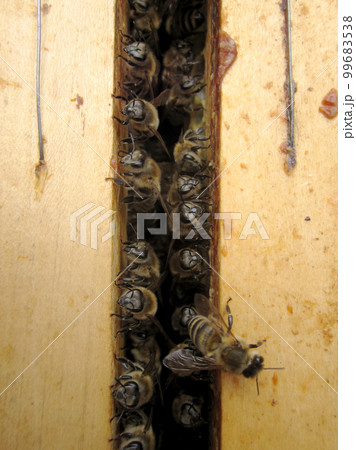 Winged bee slowly flies to beehive collect nectar on private apiary 99683538