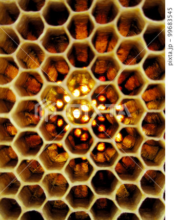 Abstract hexagon structure is honeycomb from bee hive Abstract hexagon structure is honeycomb from bee hive 99683545