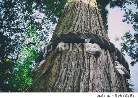 巨木に巻かれた注連縄 99683995