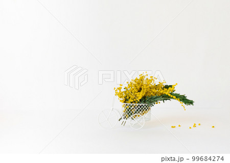 Bouquet of yellow mimosa flowers stands in a decorative bicycle on a white background with a copy space. The concept of March 8, Easter, happy women's day Bouquet of yellow mimosa flowers stands in a decorative bicycle on a white background with a copy space. The concept of March 8, Easter, happy women's day 99684274