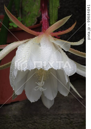 夜に咲く月下美人 クジャクサボテン2 夜に咲く月下美人 クジャクサボテン2 99684841