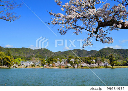 桜咲く京都市大覚寺の大沢池より多宝塔を望む 99684935