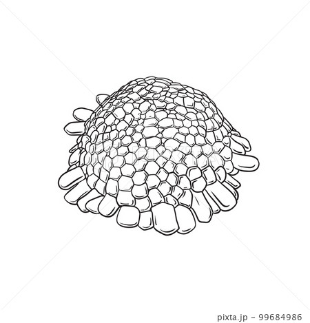 Colobocentrotus atratus drawing Black & White 99684986