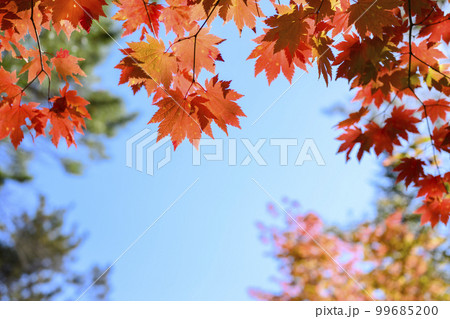 紅葉と青空のフレーム素材 紅葉と青空のフレーム素材 99685200