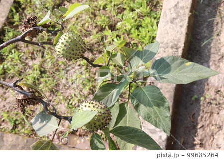 datura thorny fruit on tree in farm datura thorny fruit on tree in farm 99685264