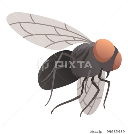 Housefly insect icon. Wildlife symbol in cartoon style. Scary insect. Graphic design element. Entomology closeup color vector illustration isolated on white background Housefly insect icon. Wildlife symbol in cartoon style. Scary insect. Graphic design element. Entomology closeup color vector illustration isolated on white background 99685489