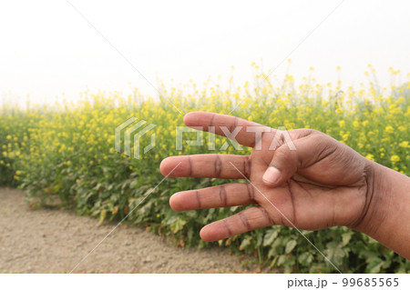 finger sign with mustard farm for deaf finger sign with mustard farm for deaf 99685565