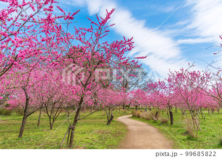 茨城県古河市　満開の桃まつり 99685822