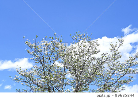 ハナミズキ(花水木) ハナミズキ(花水木) 99685844