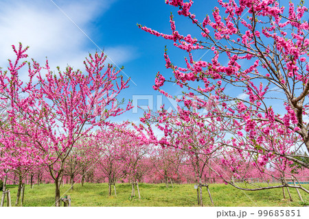 茨城県古河市 満開の桃まつり 茨城県古河市 満開の桃まつり 99685851