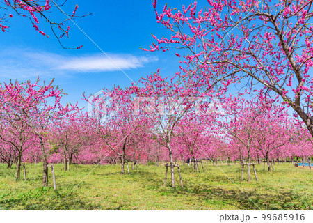 茨城県古河市 満開の桃まつり 茨城県古河市 満開の桃まつり 99685916