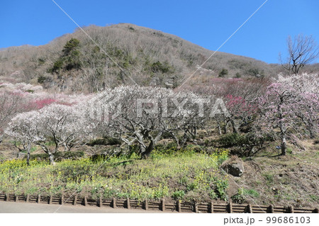 湯河原梅林　幕山 99686103