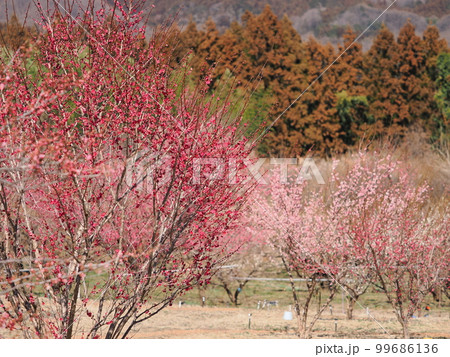 梅の花　秋間梅林 99686136