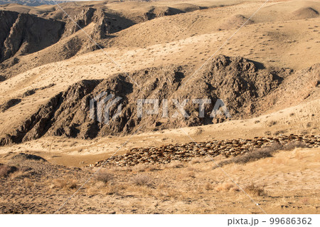 Landscape with a herd of rams in a rocky desert or steppe 99686362