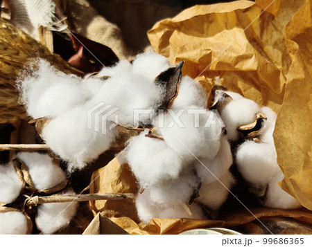 cotton buds on stems lie on craft paper among the rest of the decor for needlework 99686365