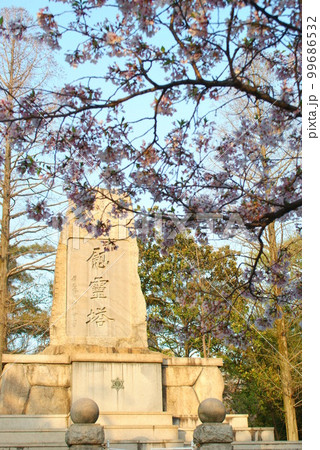 桜の名所 震災公園 苦楽園 桜の名所 震災公園 苦楽園 99686532