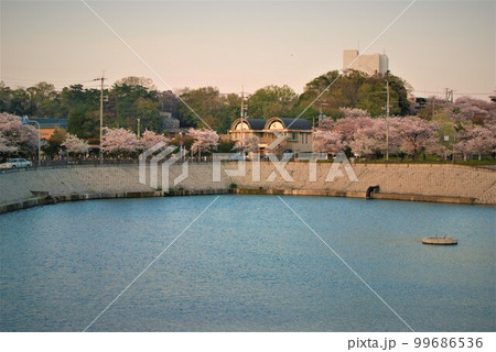 桜の名所 ニテコ池周辺 桜の名所 ニテコ池周辺 99686536