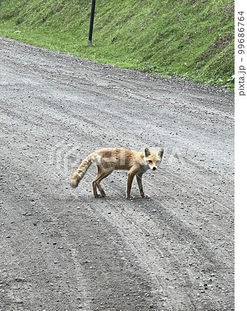知床の道中に突然現れたカメラ目線のキツネ 99686764