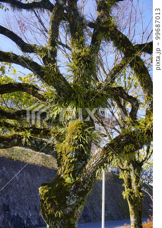 クスノキの樹皮に着生したノキシノブ（軒忍）：群生 99687013