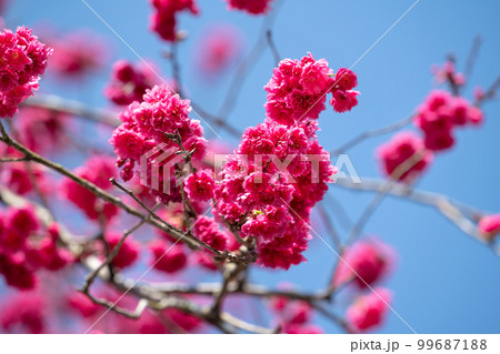 桜 さくら サクラ 99687188