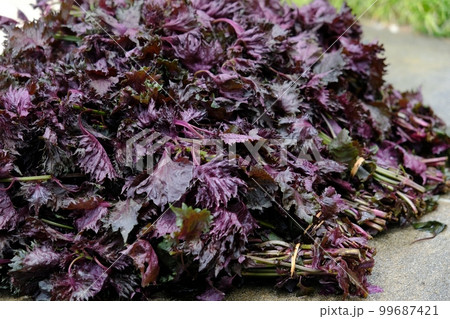 赤シソの束 赤シソの束 99687421