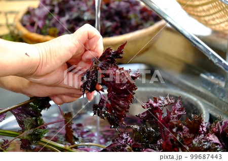 赤紫蘇の葉を洗う 99687443