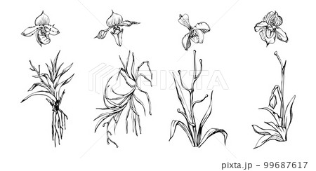 Hand drawn vector ink orchid flowers and branches, monochrome, detailed outline. Single flowers, leaves, stems. Isolated on white background. Design for wall art, wedding, print, tattoo, cover, card. 99687617