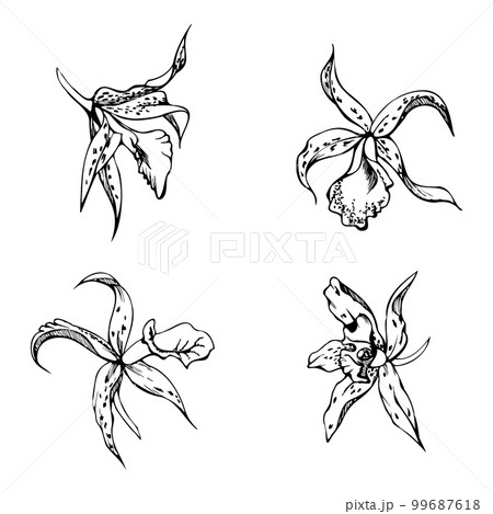Hand drawn vector ink orchid flowers and branches, monochrome, detailed outline. Single flowers, leaves, stems. Isolated on white background. Design for wall art, wedding, print, tattoo, cover, card. 99687618
