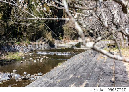 茨城県日立市 諏訪梅林 茨城県日立市 諏訪梅林 99687767