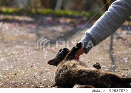満開の梅の花と散った花びらと地域猫の錆柄メス 99687879