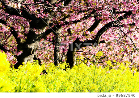 写真　河津桜の濃いピンクと菜の花の黄色のコラボ 99687940