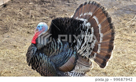 a male turkey of the Caucasian bronze breed standing with a fluffy beautiful tail in profile on the ground covered with dry grass, a leader of a bronze color turkey on an open range a male turkey of the Caucasian bronze breed standing with a fluffy beautiful tail in profile on the ground covered with dry grass, a leader of a bronze color turkey on an open range 99687942