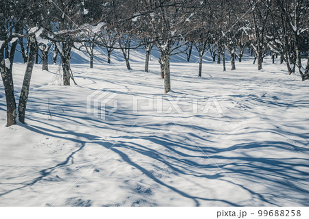 桜の木と雪景色【長野県】 桜の木と雪景色【長野県】 99688258