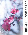 梅　春　季節 99688455